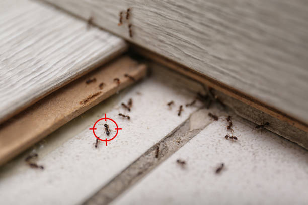 Best Pest Control Treatment  in Clarksville, IN